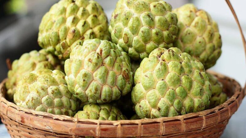 Want to stay healthy: Include ‘Custard Apple’ to your diet
