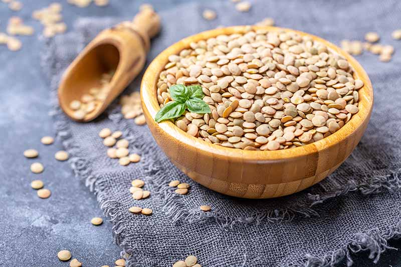 Reasons why you should include nutritious lentils in your diet: Learn the benefits for effective health