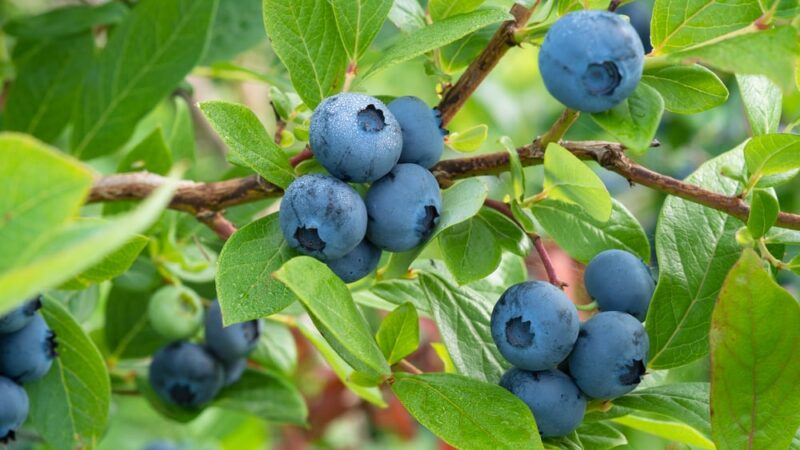 How a fruit in your garden gets its bright blue shading