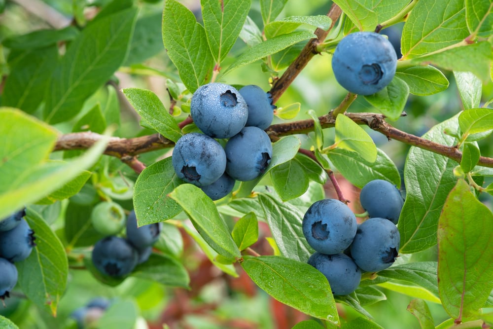 How a fruit in your garden gets its bright blue shading