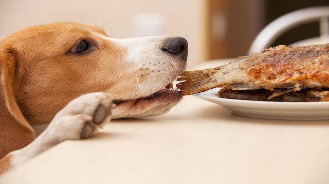 No Bones for You: Experts Warn Against Feeding Pets Leftovers