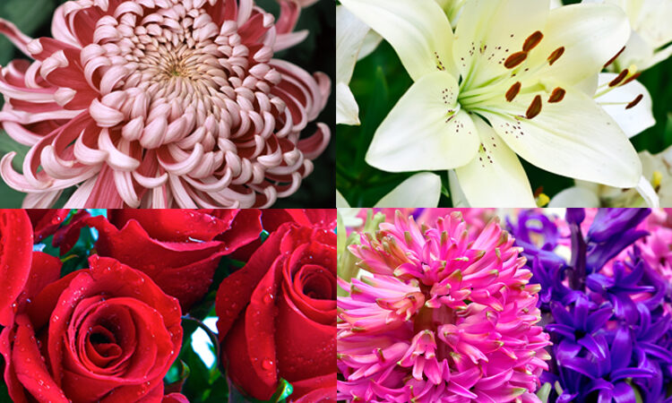 SIGNIFICANCE OF DIFFERENT TYPES OF FLOWERS