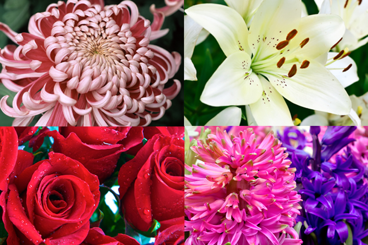 SIGNIFICANCE OF DIFFERENT TYPES OF FLOWERS