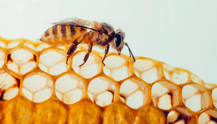 Propolis: The Wonders of this Bee Product