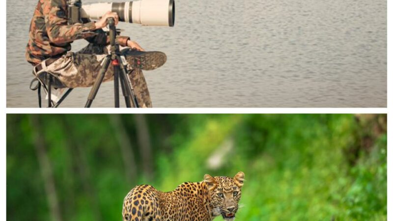 ‘Monetary world of Wildlife Photography,’ according to Chintan Jain