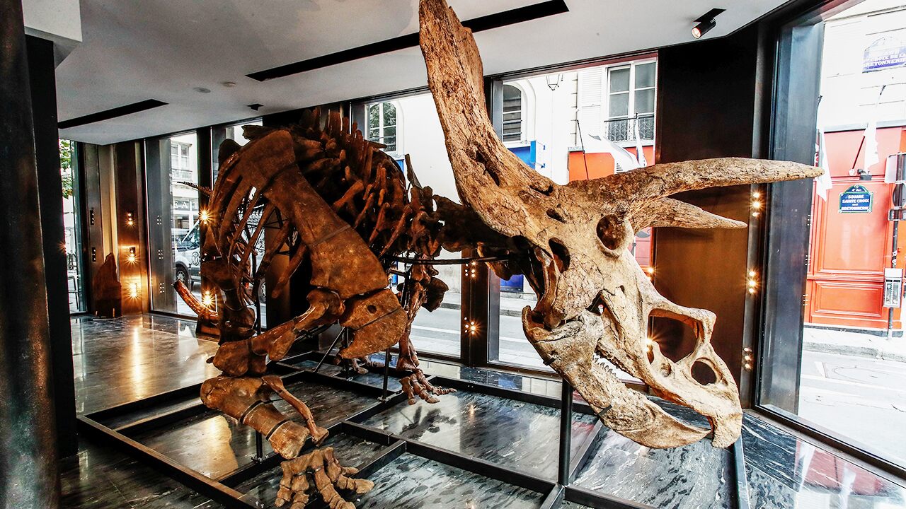 The world’s largest triceratops could fetch more than 4 1.4 million for skeletal auction