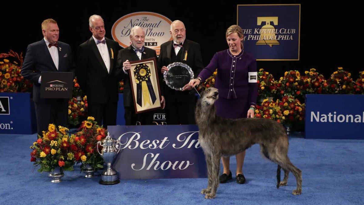 Scottish deerhound Claire becomes 1st repeat Best in Show winner at National show