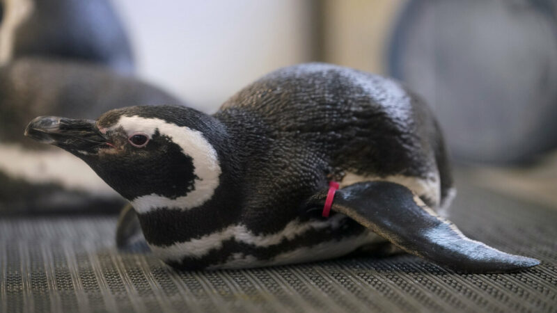 While avian flu is spreading in North America, zoos hide birds