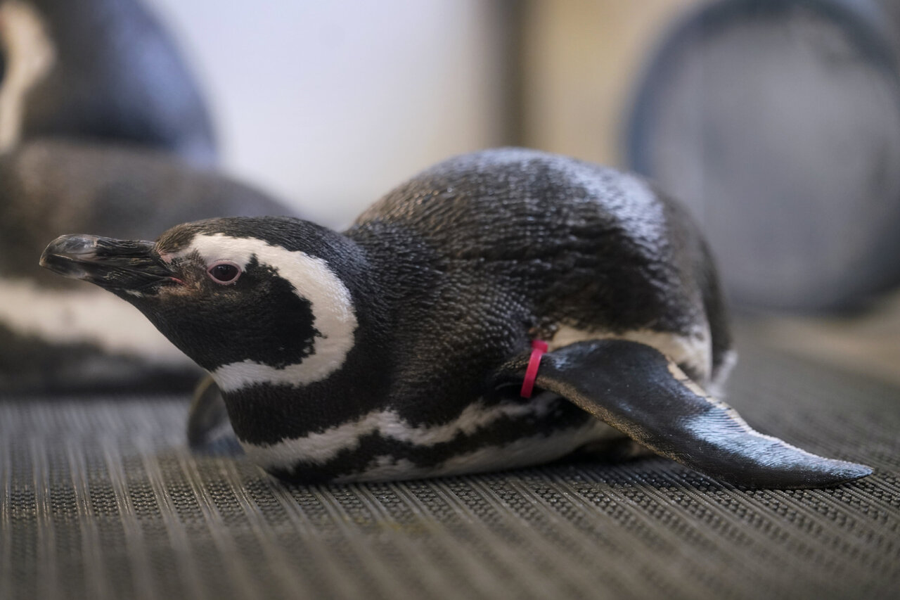 While avian flu is spreading in North America, zoos hide birds