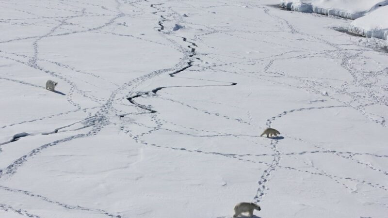 A strange, distinct group of polar bears was found in Greenland