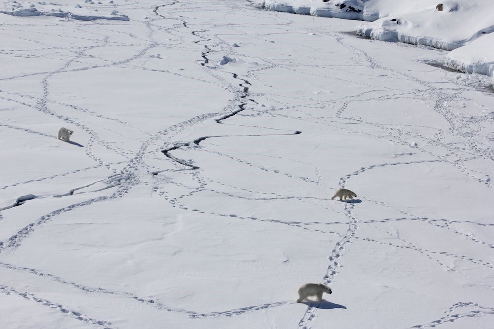 A strange, distinct group of polar bears was found in Greenland