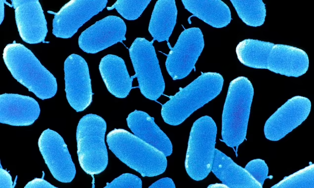 One has died and 22 others have been hospitalized in an outbreak of Listeria in Florida