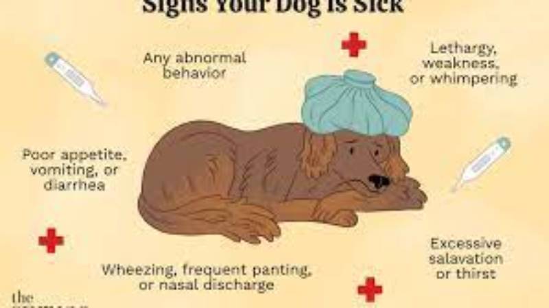 Common Diseases in dogs during the rainy season