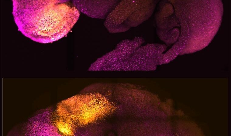 Scientists use stem cells to create artificial mouse embryos