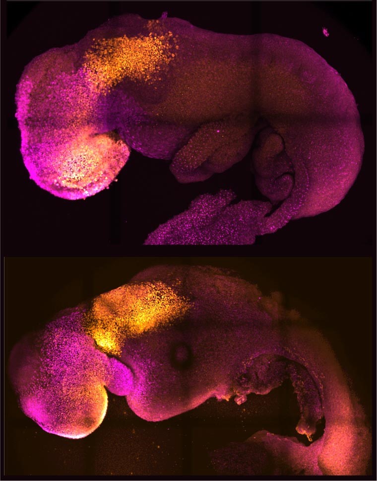 Scientists use stem cells to create artificial mouse embryos