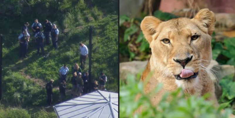 Five lions escape from Sydney’s Taronga Zoo