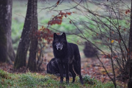 Wolves On The Verge Of Extinction – It’s High Time To Act