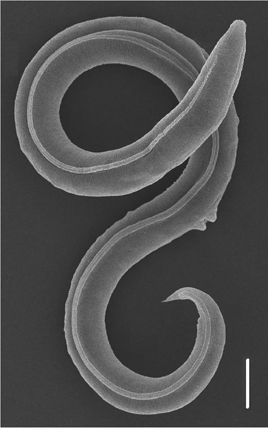 How Russian scientists were able to use water as a medium to revive two worms that had been frozen for 46,000 years and could teach us about climate change