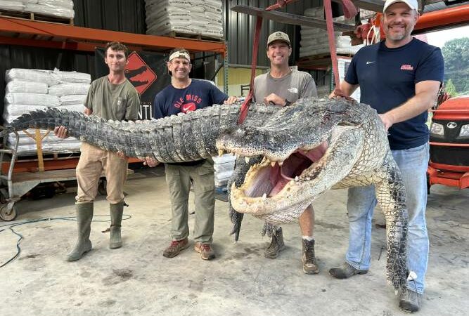 Hunters found the massive alligator in the Yazoo River Mississippi captured is a new state record.