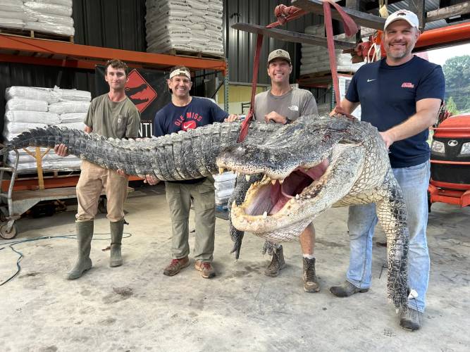 Hunters found the massive alligator in the Yazoo River Mississippi captured is a new state record.