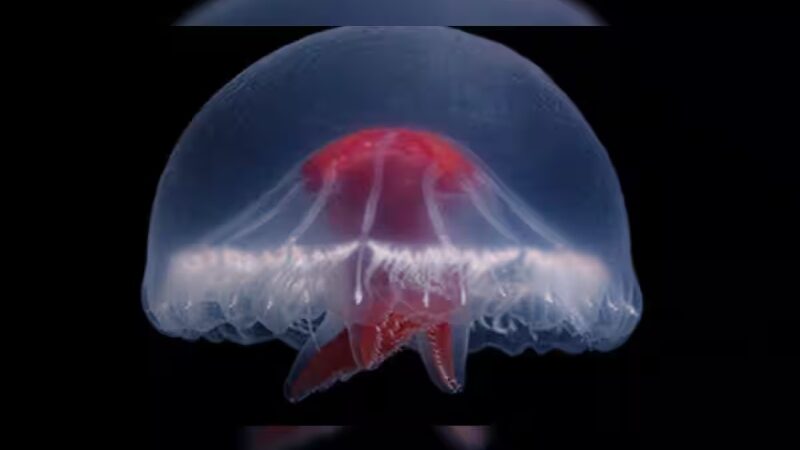 Bright Red Cross Jellyfish Discovered in a Distant Deep-Sea Volcanic Structure