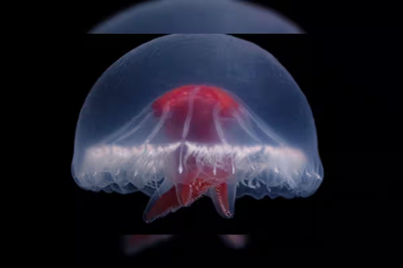 Bright Red Cross Jellyfish Discovered in a Distant Deep-Sea Volcanic Structure