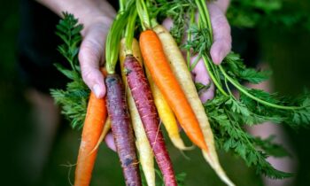 Carrots with Color and Significant Health Benefits Have You Yet to Try the Purple and Black Varieties
