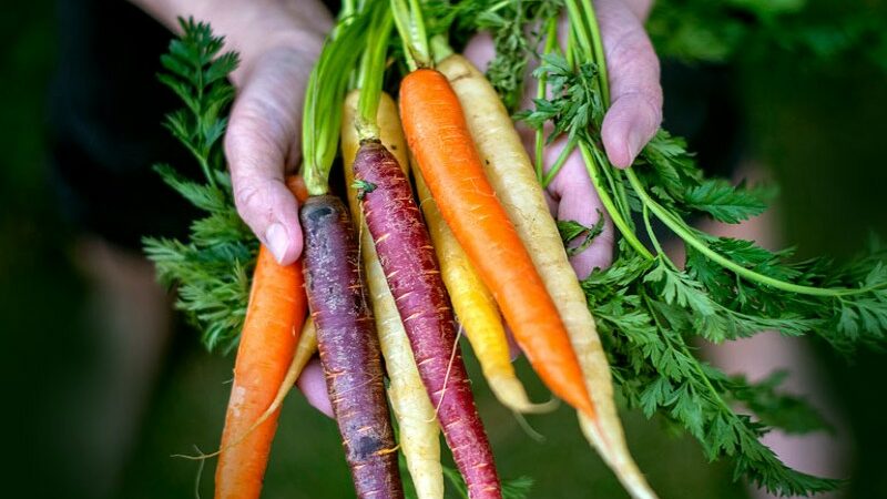 Carrots with Color and Significant Health Benefits: Have You Yet to Try the Purple and Black Varieties?