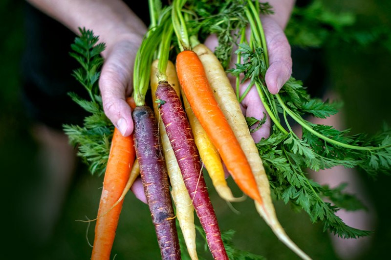 Carrots with Color and Significant Health Benefits: Have You Yet to Try the Purple and Black Varieties?