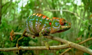 Chameleon's Brilliant Color Eruption Moments Before she Passed Away, the First Ever
