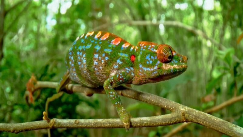 Chameleon’s Brilliant Color Eruption Moments Before she Passed Away, the First Ever