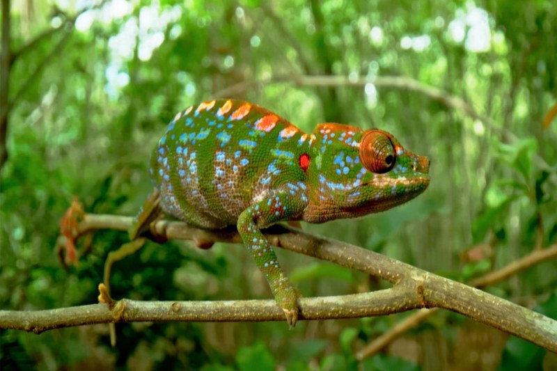 Chameleon’s Brilliant Color Eruption Moments Before she Passed Away, the First Ever