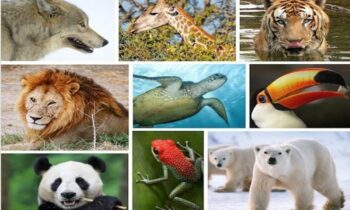 Human-Induced Earth Changes Threaten Migratory Animal Extinction