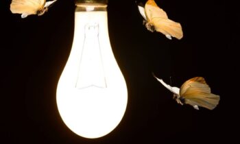 Insects and Light Novel Research Clears the Doubt
