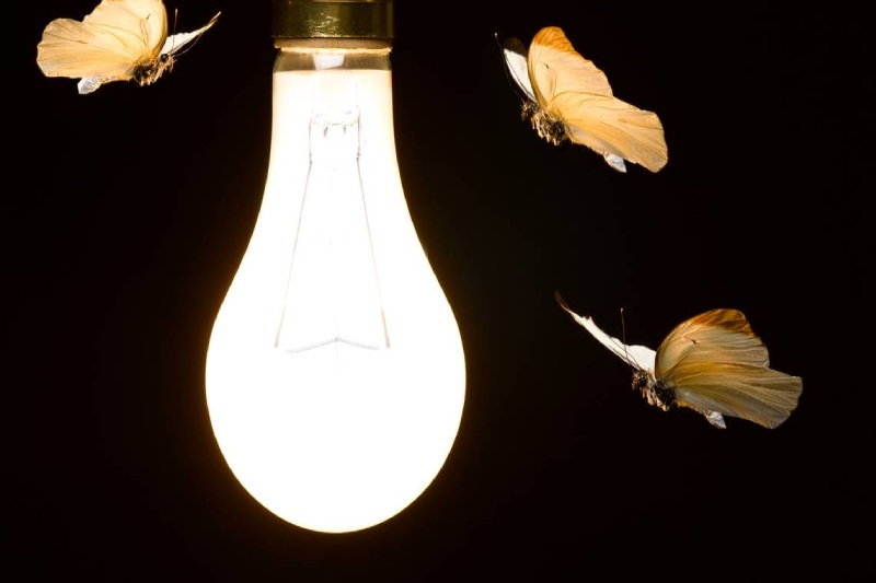 Insects and Light: Novel Research Clears the Doubt