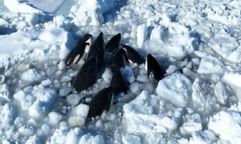 Japanese Sea Ice has Trapped More Than Ten Orcas
