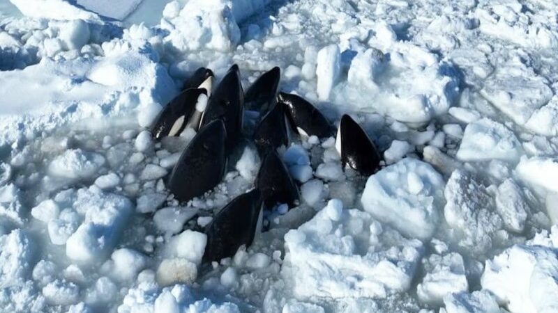 Japanese Sea Ice has Trapped More Than Ten Orcas