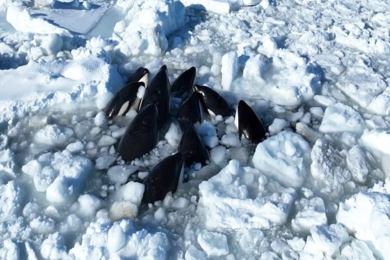 Japanese Sea Ice has Trapped More Than Ten Orcas