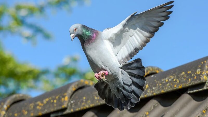 Researchers Discover the Key to Bird Flight