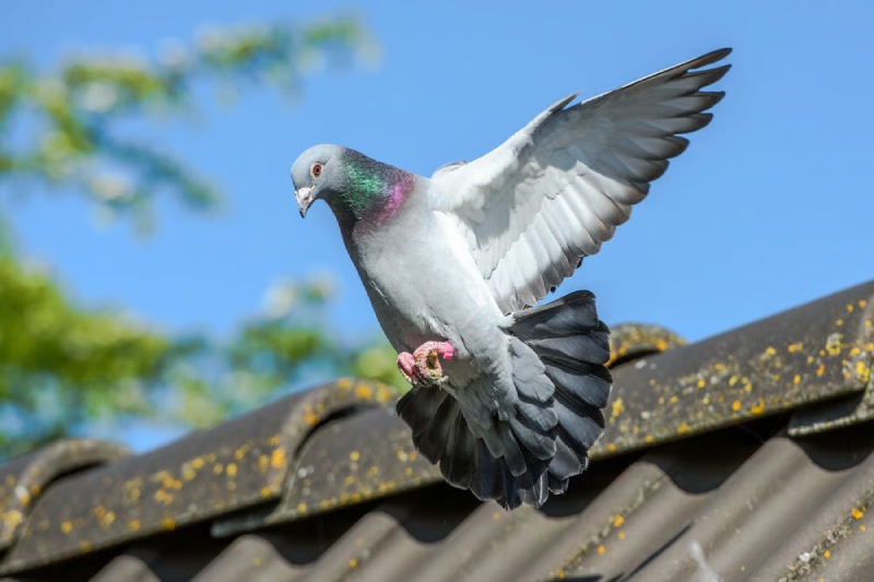 Researchers Discover the Key to Bird Flight