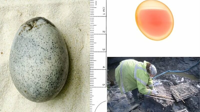 Scientists Provide the Details of the Oldest Intact Egg in the World