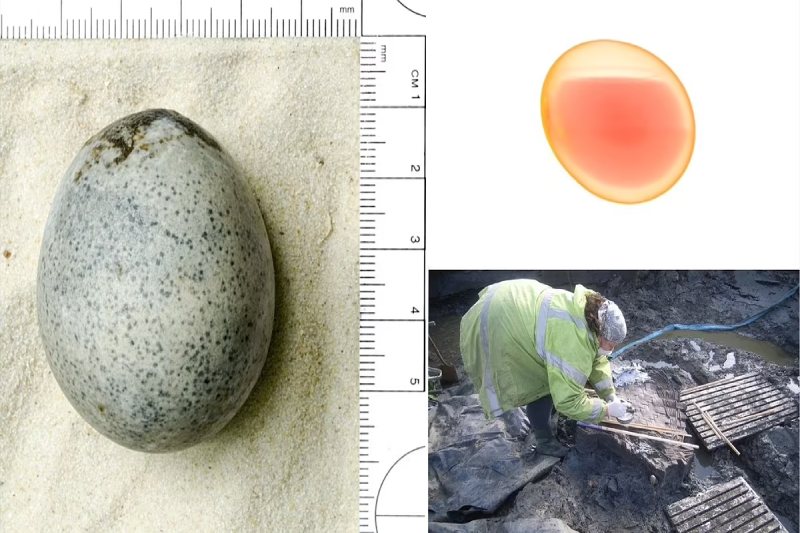 Scientists Provide the Details of the Oldest Intact Egg in the World