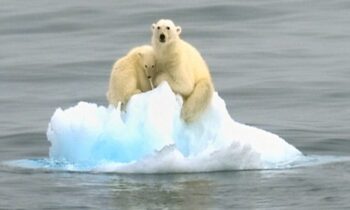 This Tragic Picture Shows a Polar Bear Dozing Off on a Little Iceberg Drifting in the Arctic Waters