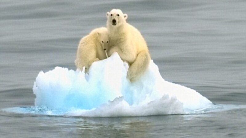 This Tragic Picture Shows a Polar Bear Dozing Off on a Little Iceberg Drifting in the Arctic Waters