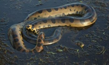 Will Smith Docuseries Reveals Discovery of Largest Anaconda Species