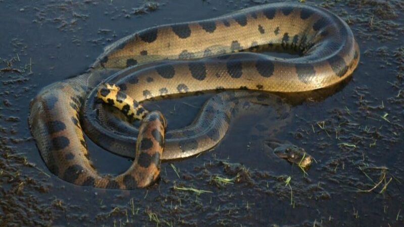 Will Smith Docuseries Reveals Discovery of Largest Anaconda Species