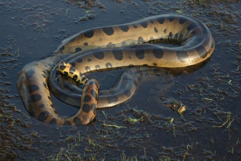 Will Smith Docuseries Reveals Discovery of Largest Anaconda Species