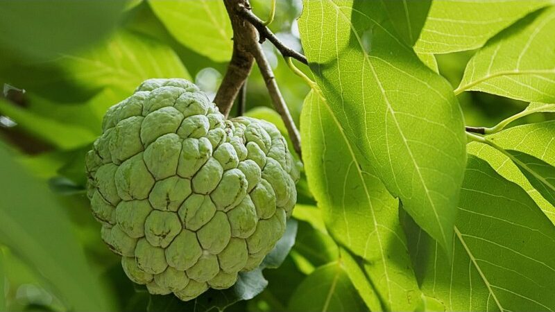 7 Advantages Of Including Cherimoya In Your Diet: Unlocking Its Health Secrets