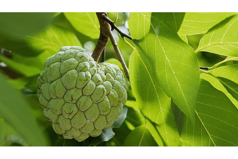 7 Advantages Of Including Cherimoya In Your Diet: Unlocking Its Health Secrets