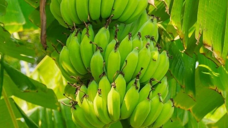 Benefits Of Eating Raw Bananas: Five Health Advantages Of Green Bananas